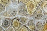 Polished Fossil Coral (Actinocyathus) - Morocco #85048-1